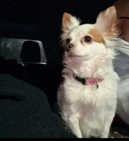 Daisy, a female Chihuahua for sale in Ravenswood, WV – Photo 3 of 5