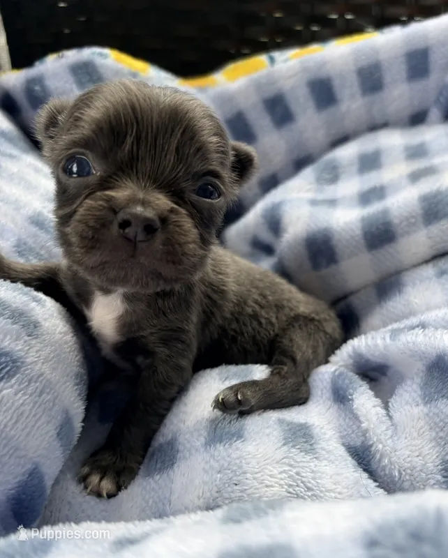 Blueberry  – Chihuahua puppy for sale in Ravenswood, WV