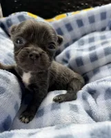 Blueberry , a male Chihuahua for sale in Ravenswood, WV – 1 of 1