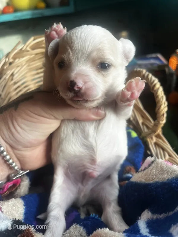 Rango  – Chihuahua puppy for sale in Ravenswood, WV