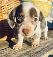 Freckles , a female Miniature Dachshund for sale in Ravenswood, WV – 4 of 4