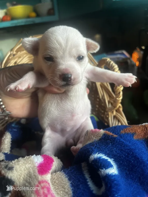 Elsa – Chihuahua puppy for sale in Ravenswood, WV