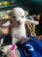 Elsa, a female Chihuahua for sale in Ravenswood, WV – 1 of 5