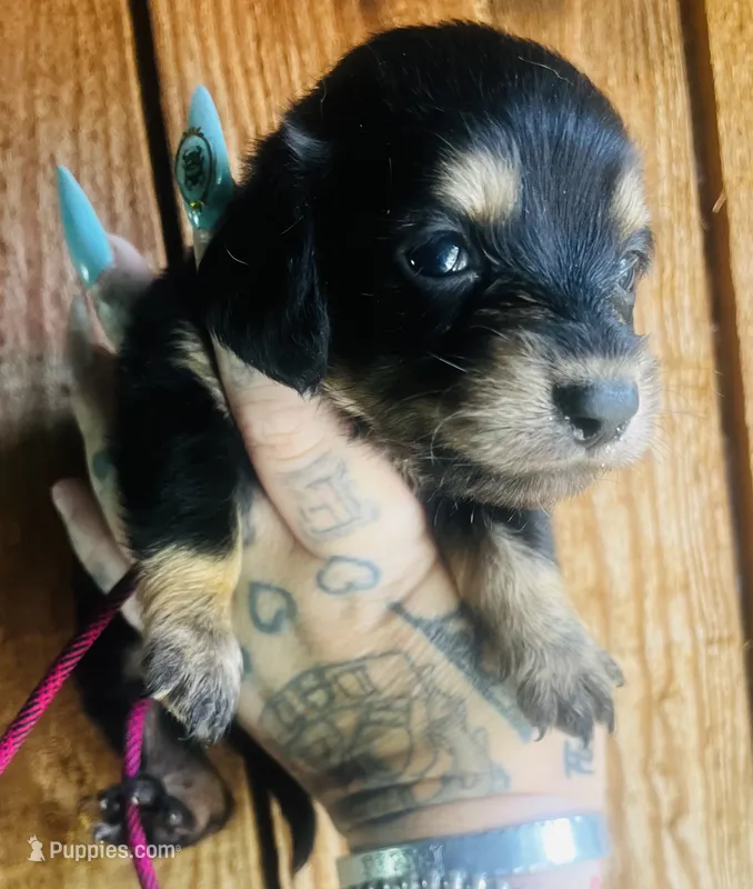 Wanda  – Miniature Dachshund puppy for sale in Ravenswood, WV