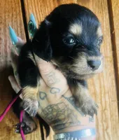 Wanda , a female Miniature Dachshund for sale in Ravenswood, WV – 1 of 3