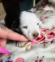 Fancy , a female Miniature Dachshund for sale in Ravenswood, WV – 3 of 4
