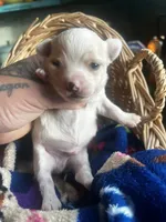 Rango , a male Chihuahua for sale in Ravenswood, WV – 3 of 5