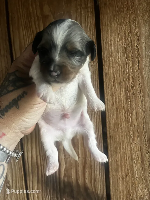 Darko  – Miniature Dachshund puppy for sale in Ravenswood, WV