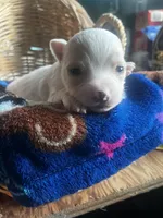 Rango , a male Chihuahua for sale in Ravenswood, WV – 5 of 5