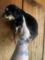 Wanda , a female Miniature Dachshund for sale in Ravenswood, WV – 3 of 3