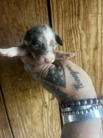 Daisy , a female Miniature Dachshund for sale in Ravenswood, WV – 3 of 4