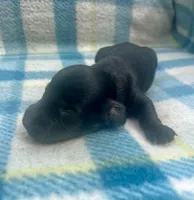 Black n tan male LH , a male Miniature Dachshund for sale in Ravenswood, WV – Photo 3 of 4