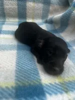 Black n tan male LH , a male Miniature Dachshund for sale in Ravenswood, WV – Photo 2 of 4