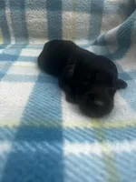 Black n tan male LH , a male Miniature Dachshund for sale in Ravenswood, WV – Photo 4 of 4