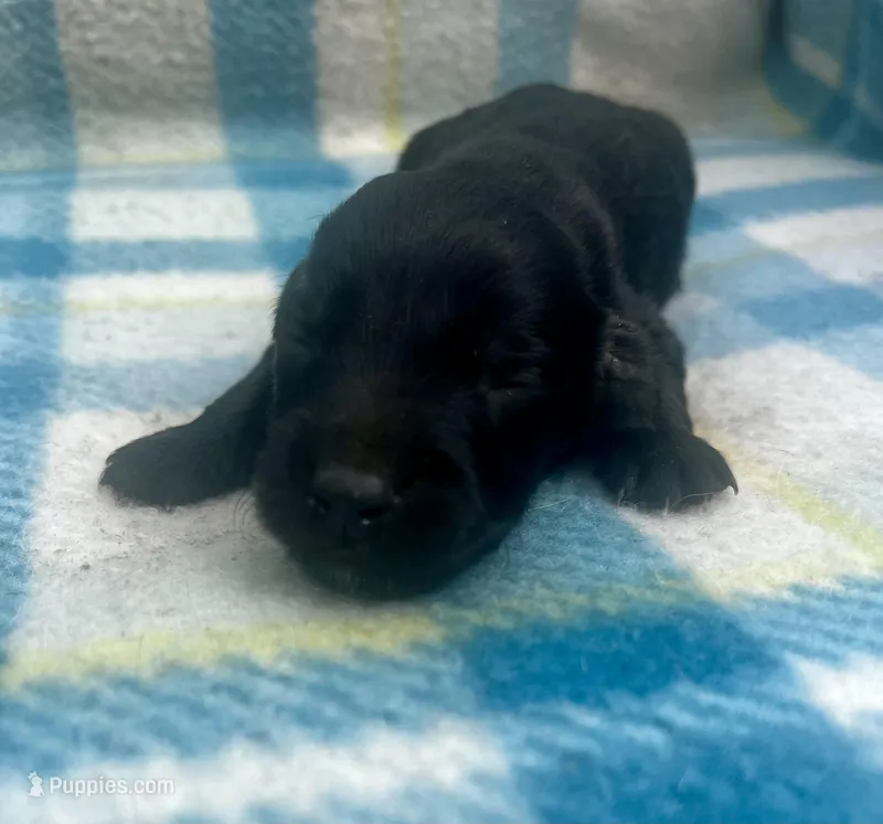 Black n tan male LH  – Miniature Dachshund puppy for sale in Ravenswood, WV