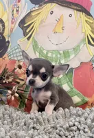 Boo berry , a male Chihuahua for sale in Ravenswood, WV – 2 of 4
