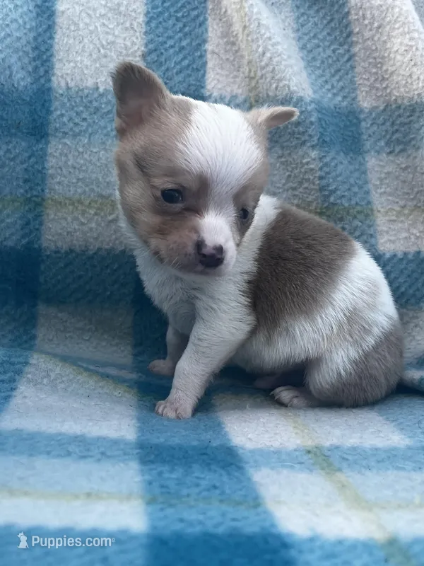 Denver  – Chihuahua puppy for sale in Ravenswood, WV