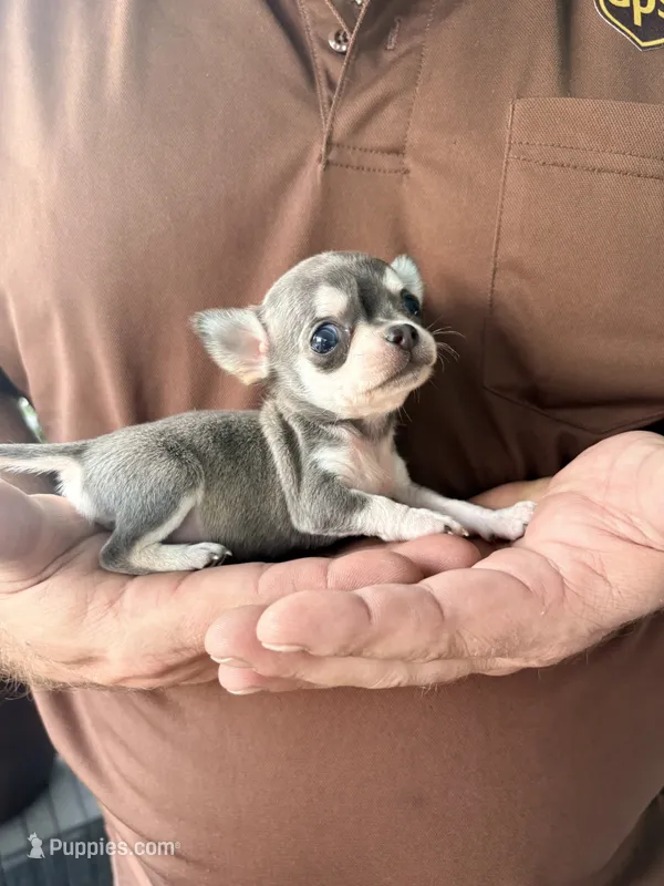 Bosco – Chihuahua puppy for sale in Ravenswood, WV