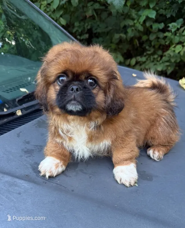 Becky  – Pekingese puppy for sale in Ravenswood, WV