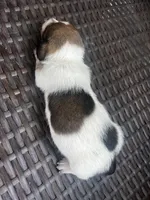 Freddie , a male Miniature Dachshund for sale in Ravenswood, WV – 2 of 3