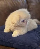 Mellow pink, a male Pekingese for sale in Chillicothe, OH – Photo 3 of 3