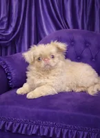 Mellow pink, a male Pekingese for sale in Chillicothe, OH – Photo 2 of 3