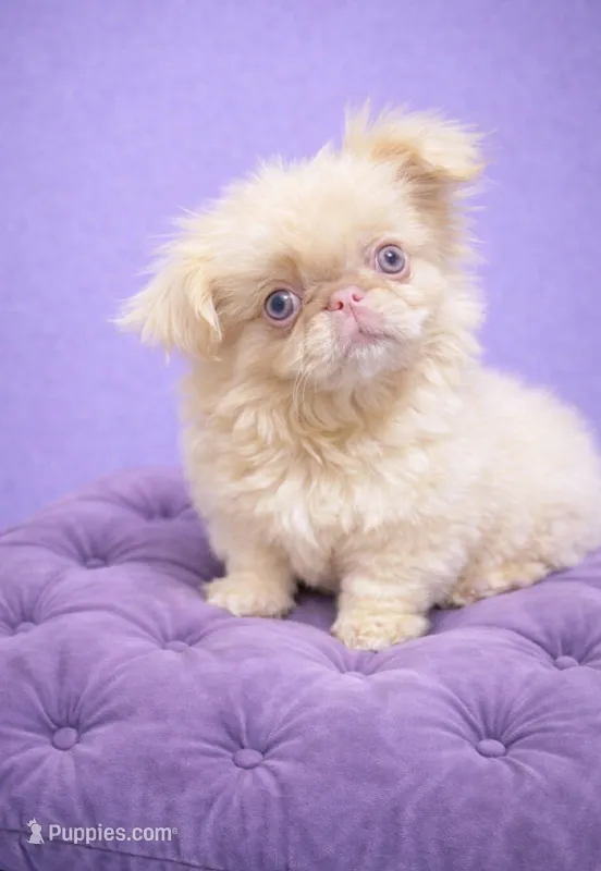 Mellow pink – Pekingese puppy for sale in Chillicothe, OH