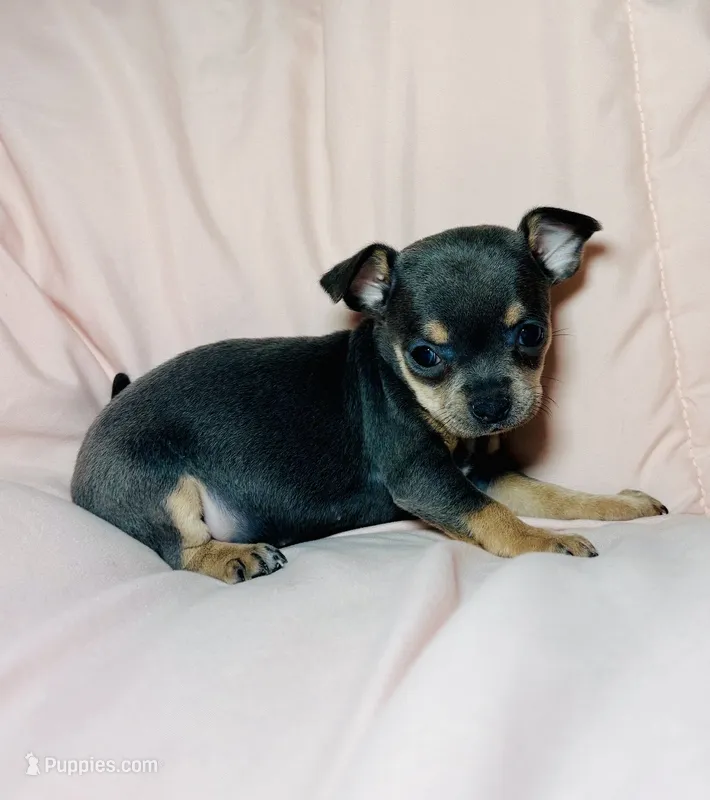 Buttercup  – Chihuahua puppy for sale in Ravenswood, WV