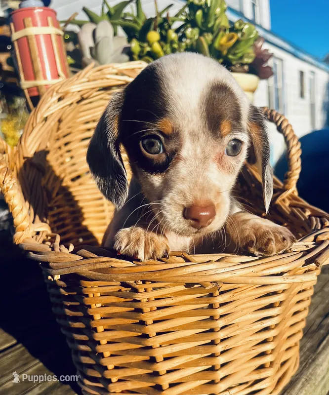 Freckles  – Miniature Dachshund puppy for sale in Ravenswood, WV