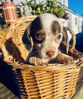 Freckles , a female Miniature Dachshund for sale in Ravenswood, WV – 1 of 4