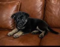 Rose, a female German Shepherd Dog for sale in Ravenswood, WV – 2 of 2