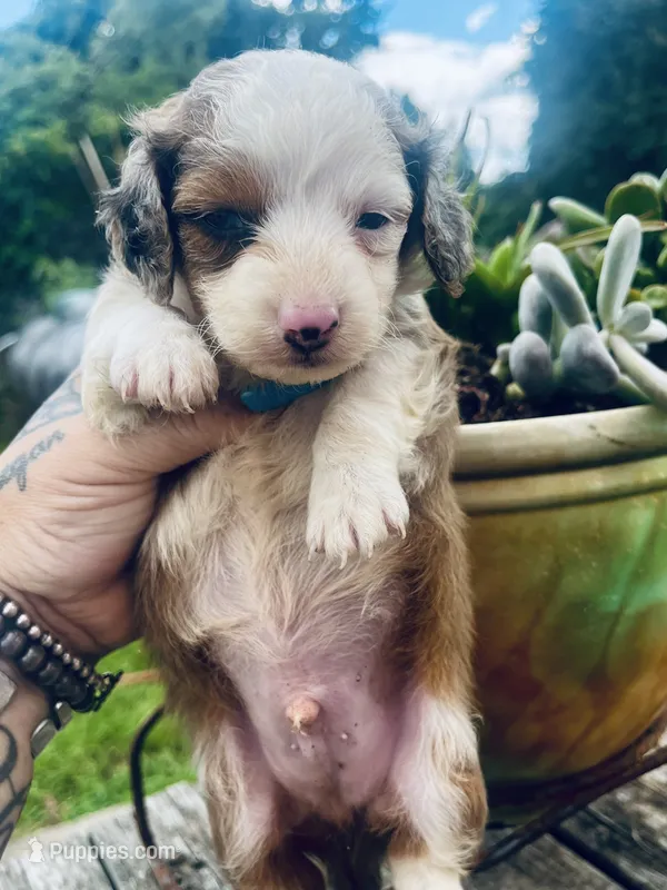 Franklin  – Miniature Dachshund puppy for sale in Ravenswood, WV
