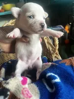 Elsa, a female Chihuahua for sale in Ravenswood, WV – 4 of 5