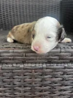 Franklin , a male Miniature Dachshund for sale in Ravenswood, WV – 4 of 5