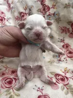 Peppermint , a female Shih Tzu for sale in Ravenswood, WV – Photo 2 of 2