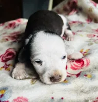 Fancy , a female Miniature Dachshund for sale in Ravenswood, WV – 1 of 4
