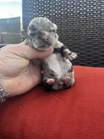 Merle, a male Chihuahua for sale in Chillicothe, OH – Photo 5 of 5