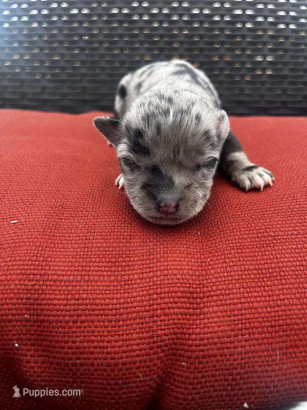 Merle – Chihuahua puppy for sale in Chillicothe, OH