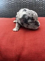 Merle, a male Chihuahua for sale in Chillicothe, OH – Photo 4 of 5