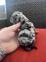 Merle, a male Chihuahua for sale in Chillicothe, OH – Photo 2 of 5