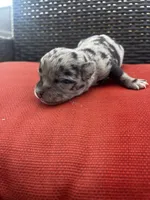 Merle, a male Chihuahua for sale in Chillicothe, OH – Photo 3 of 5