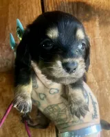 Wanda , a female Miniature Dachshund for sale in Ravenswood, WV – 2 of 3