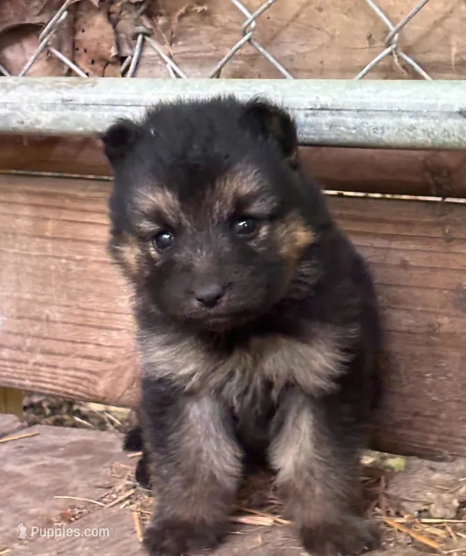 Bindi long coat – German Shepherd Dog puppy for sale in Ravenswood, WV