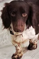 Charlie , a male Miniature Dachshund for sale in Ravenswood, WV – 3 of 3