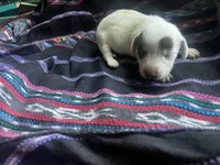 Peanut butter , a female Miniature Dachshund for sale in Ravenswood, WV – 1 of 3
