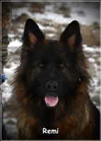 Blue Collar, a male German Shepherd Dog for sale in Caldwell, ID – 4 of 5