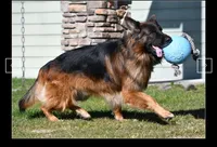 Blue Collar, a male German Shepherd Dog for sale in Caldwell, ID – 3 of 5