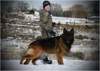 Pink Collar, a female German Shepherd Dog for sale in Caldwell, ID – 5 of 5