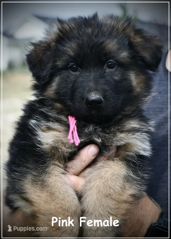 Pink Collar – German Shepherd Dog puppy for sale in Caldwell, ID
