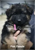 Pink Collar, a female German Shepherd Dog for sale in Caldwell, ID – 1 of 5